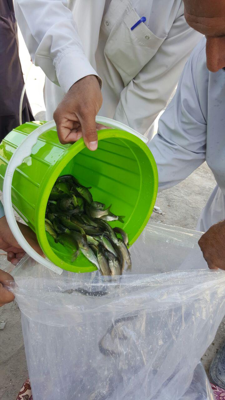 رها سازی ماهیان گرم آبی در سراوان