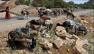 کوچ زودهنگام عشایر به مراتع چهارمحال و بختیاری کوچ زودهنگام عشایر به مراتع چهارمحال و بختیاری