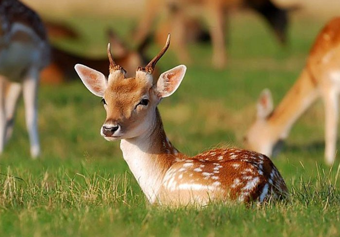 فعالیت واحد محیط بانی پناهگاه حیات وحش شیر احمد سبزوار