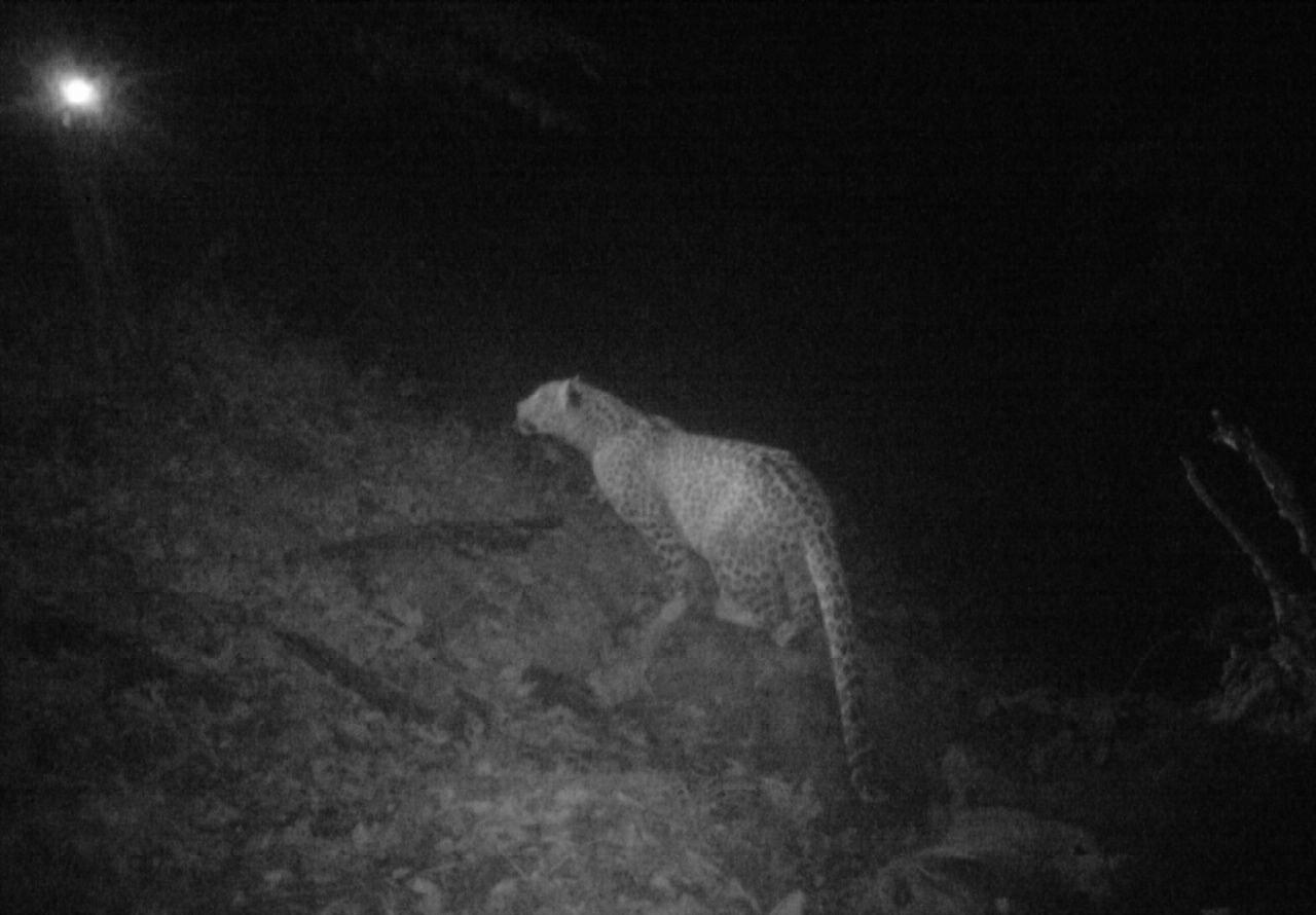 مشاهده پلنگ ایرانی در املش