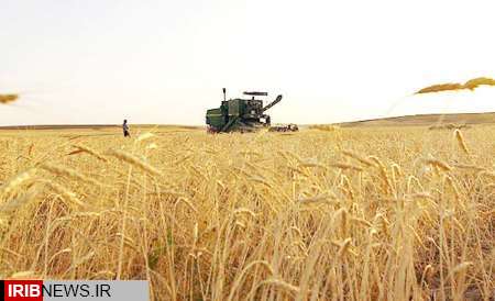 آغاز برداشت گندم از مناطق گرمسیری استان کرمانشاه آغاز برداشت گندم از مناطق گرمسیری استان کرمانشاه