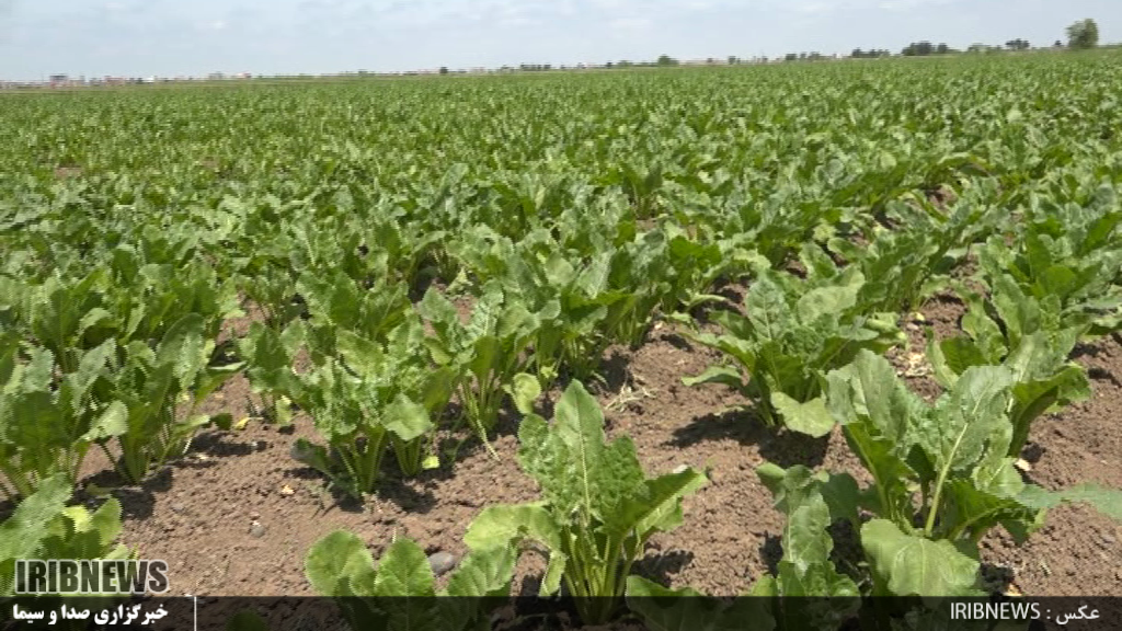 کشت چغندرقند در 2100 هکتار از اراضی پارس آباد