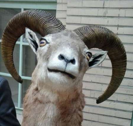 کشف سه لاشه تاکسیدرمی شده بزکوهی در دزفول