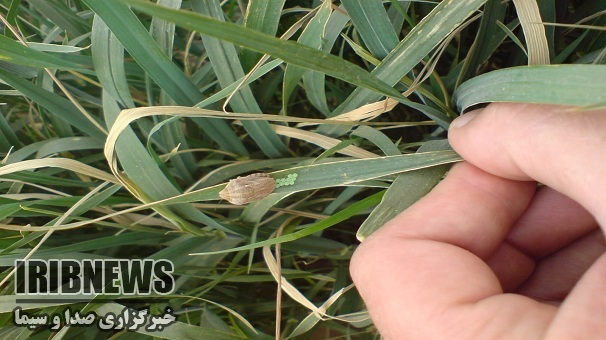 مبارزه با آفت سن گندم در اراضی استان زنجان