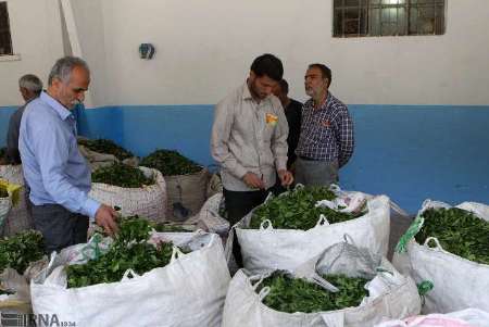 پرداخت بیش از 130 میلیارد ریال از مطالبات چایکاران املشی