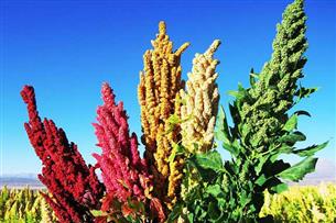 برای نخستین بار در کشور، کشت موفقیت آمیز کینوا در انابد کاشمر