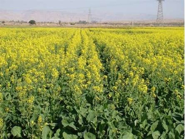 پیش بینی افزایش بیش از 3 برابری برداشت کلزا در تربت حیدریه