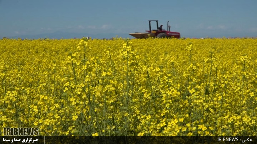 آغاز برداشت دانه روغنی کلزا در پارس آباد