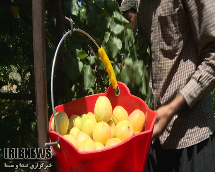 آغاز برداشت زردآلو از باغهای حاشیه زاینده رود + فیلم