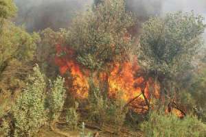 از اغفال زنان تا خودکشی با قرص برنج