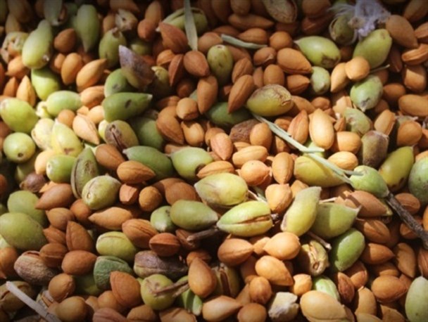 آغاز برداشت بادام کوهی