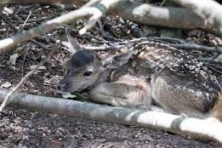 از دستگیری قاتل پس از 21 سال تا قصاص عاملان قتل کودک