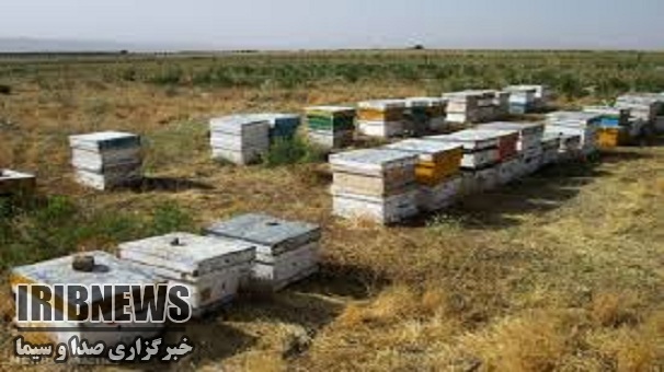 دستگیری سارق کندوهای عسل در ماهنشان ، زنجان