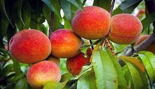 آغازبرداشت هلو و شلیل ازباغات چهارمحال وبختیاری آغازبرداشت هلو و شلیل ازباغات چهارمحال وبختیاری