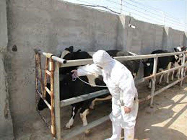 واکسیناسیون رایگان دام های سنگین در بافت