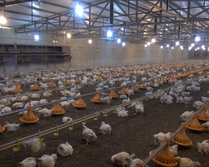 اولین مرغداری قصرقند