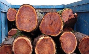 کشف ۸ تن چوب قاچاق در شهرستان آمل