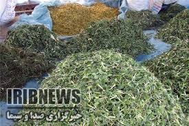 آغاز برداشت گیاهان دارویی در کهگیلویه وبویراحمد