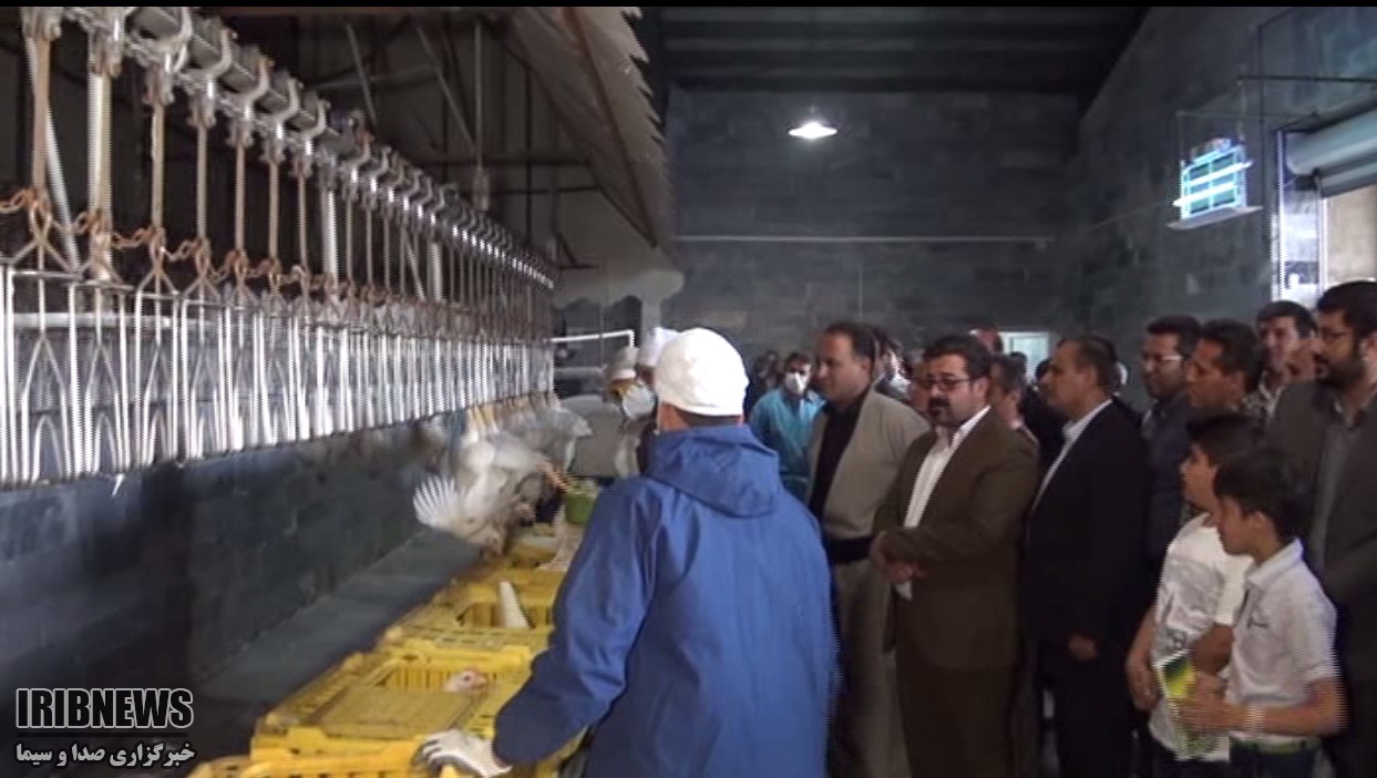 افتتاح کشتارگاه صنعتی مرغ