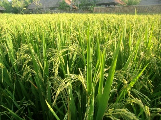 کشت ارقام پرمحصول برنج راهی برای کنترل بیماری بلاست