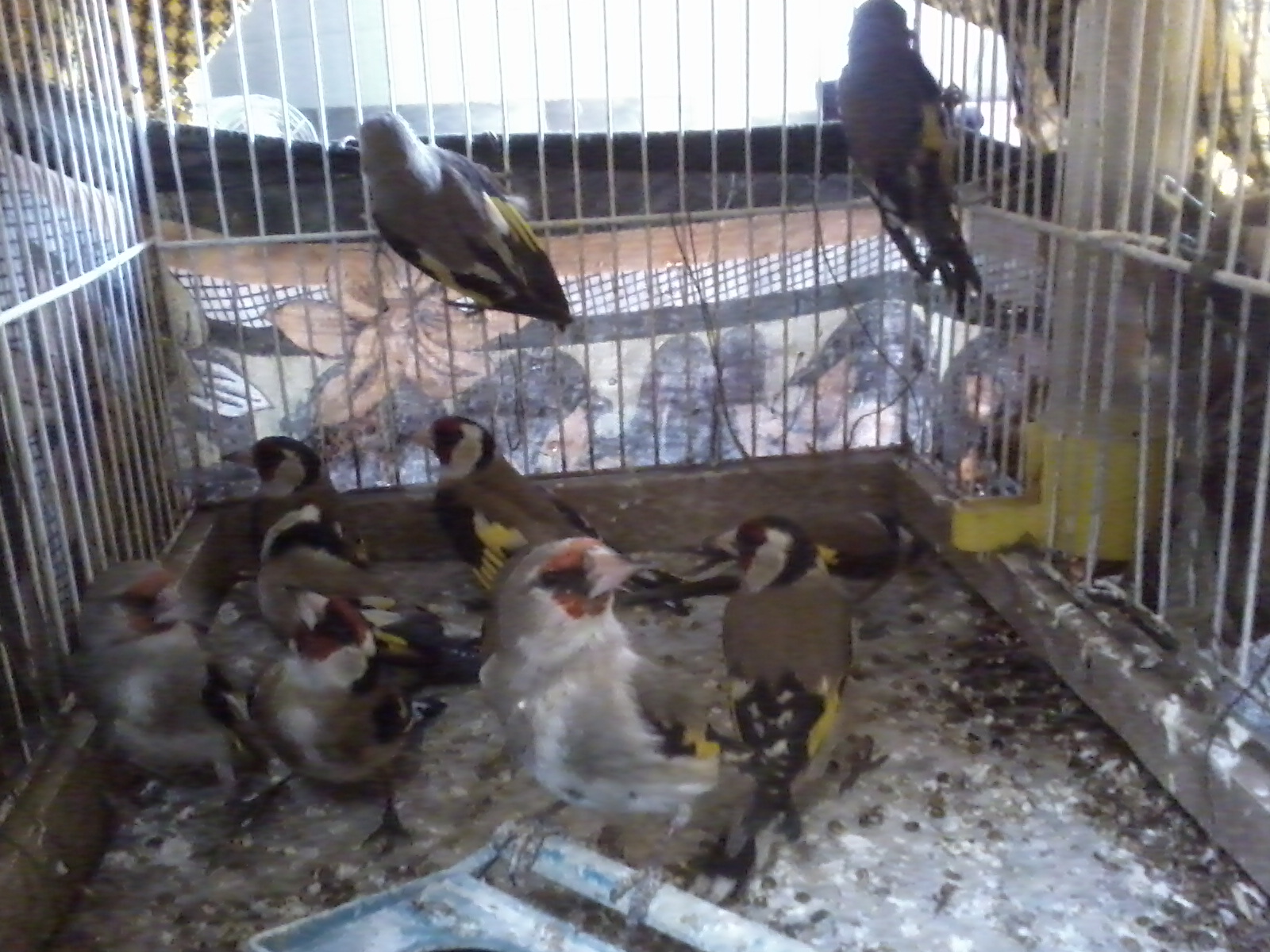 کشف ۱۰ قطعه سهره طلایی از شکارچیان غیرمجاز در سرپل ذهاب