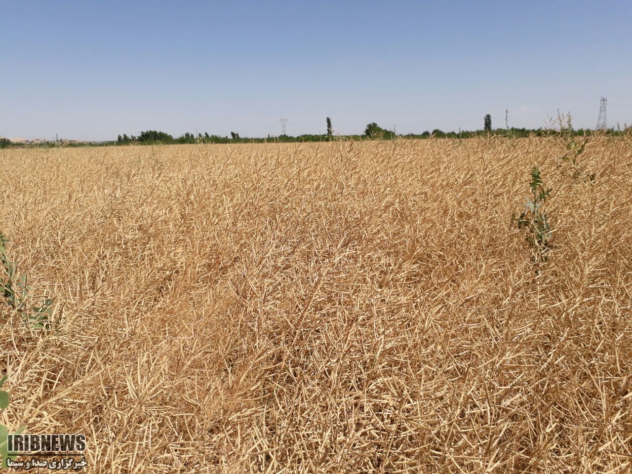 برداشت کلزا در میاندوآب