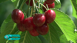 پیش بینی برداشت 11 هزار تن گیلاس