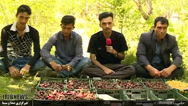 گزارش// انتظارات باغداران در قطب گیلاس استان اردبیل