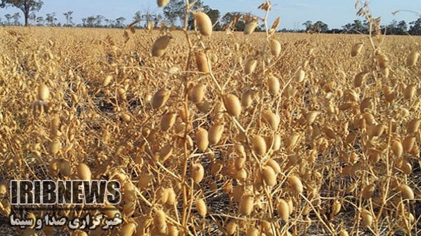 آغازبرداشت نخود درماهنشان استان زنجان آغازبرداشت نخود درماهنشان استان زنجان