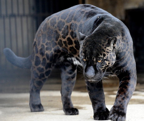 ببر سیاه در تفلیس