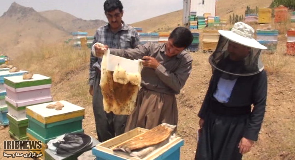 سقز قطب تولید عسل در کردستان سقز قطب تولید عسل در کردستان