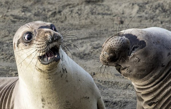 از روباه گلف باز تا پنگوئن ورزشکار + تصاویر