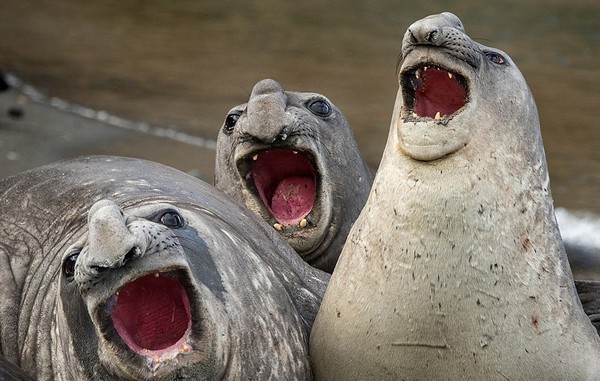 از روباه گلف باز تا پنگوئن ورزشکار + تصاویر