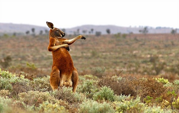 از روباه گلف باز تا پنگوئن ورزشکار + تصاویر