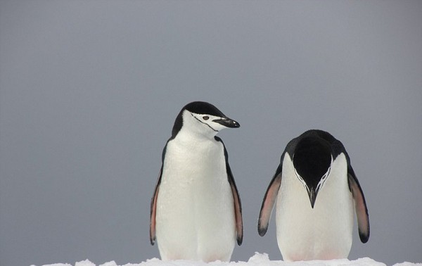 از روباه گلف باز تا پنگوئن ورزشکار + تصاویر