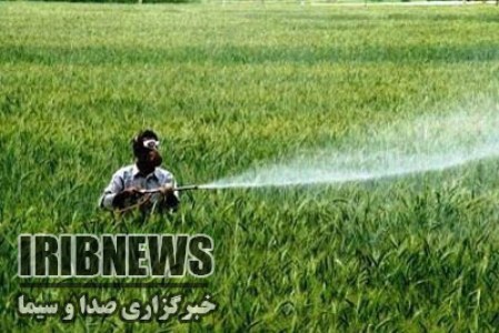 مبارزه با سن غلات در ۱۱۲ هزار هکتار از اراضی کشاورزی استان کردستان