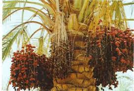 برداشت رطب و خارک از سطح نخلستان های خوزستان