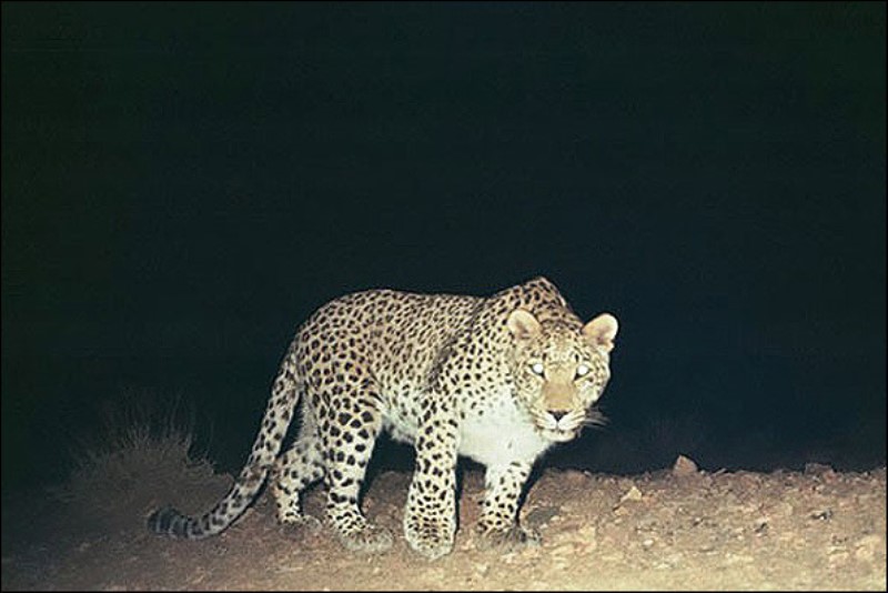 تصویربرداری از یک قلاده پلنگ در منطقه آزاد شهرستان چرام