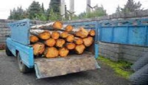 کشف محموله چوب قاچاق بلوط در چهارمحال و بختیاری کشف محموله چوب قاچاق بلوط در چهارمحال و بختیاری