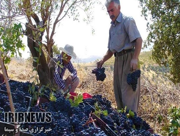 پیش‎بینی تولید 13 هزار و 700 تُن انگور سیاه در سروآباد
