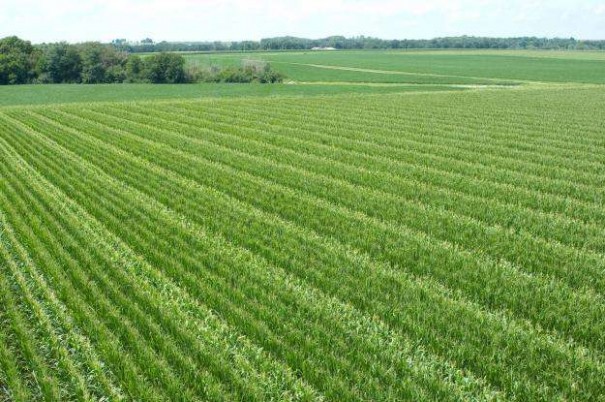 ۱۰ هزار مروج برای ۱۰ هزار پهنه‌های کشاورزی