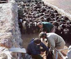 مایه کوبی بیش از 13 هزار رأس دام در نهبندان