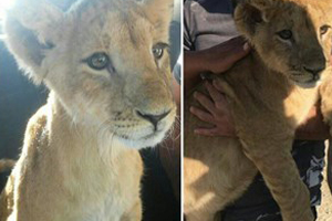 کشف توله شیر سه ماهه در باغی