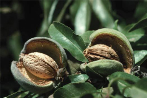 آغاز برداشت بادام درختی از باغ های استان اصفهان