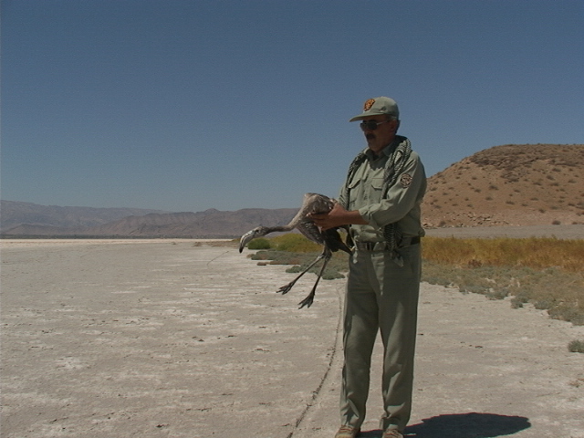 نجات جان فلامینگوهای دریاچه بختگان با انتقال آب نجات جان فلامینگوهای دریاچه بختگان با انتقال آب