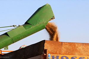 خرید تضمینی بیش از هشت میلیون تن گندم خرید تضمینی بیش از هشت میلیون تن گندم