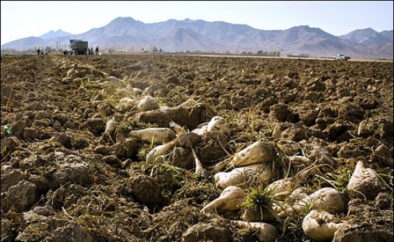 پیش بینی تولید 110 هزار تن چغندرقند در پارس آباد پیش بینی تولید 110 هزار تن چغندرقند در پارس آباد