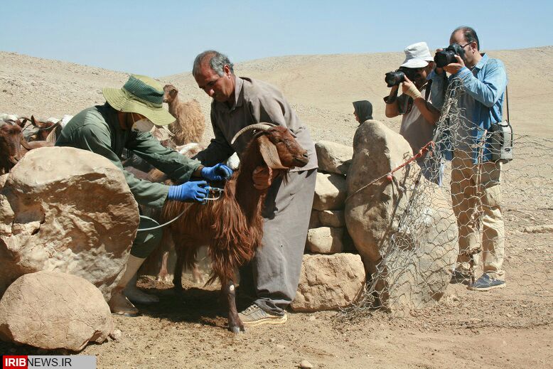 دامپزشکان استان کرمانشاه به مناطق محروم رفتند