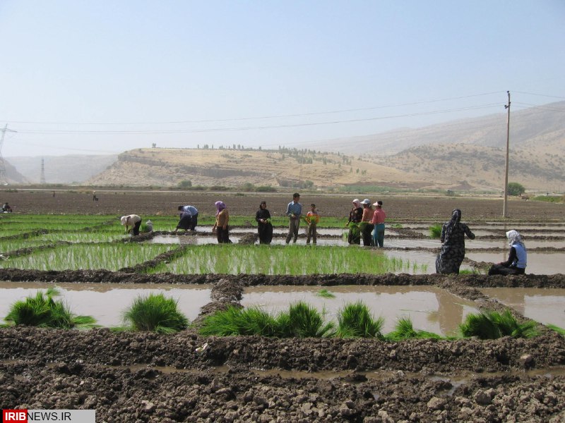 برنج دیره به بار نشست