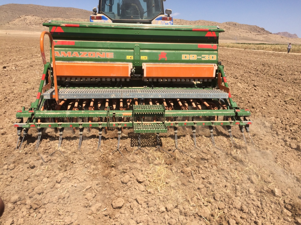 آغاز کشت کلزا در تایباد